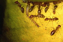 Carpenter Ant (Camponotus sp) group safely carry large insects up the slippery walls of a pitcher plant without getting trapped and drowning in the plant's digestive juices, Brunei, Borneo
