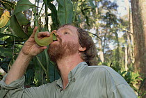 Mark Moffett, photographer, drinking liquid from fresh Villose Pitcher Plant (Nepenthes villosa) housing swimming Ants, Brunei, Borneo