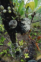 Ant Plant (Hydnophytum sp) which grows plastered to tree trunks, provides ants (Philidris sp) with a home, drawing nutrient from insect parts collected and brought home by the ants