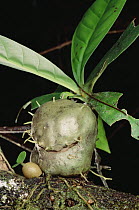 Ant Plant (Hydnophytum sp) hosts a resident ant colony, Papua New Guinea