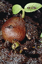 Ant (Formicidae) burying yellow Ant Plant (Hydnophytum sp) seed