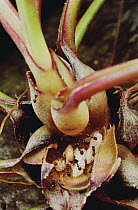 Ant (Formicidae) colony living in Dancing Bulb (Tillandsia bulbosa) scientists are studying whether the ants and plant have a symbiotic relationship, French Guiana