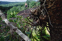 Dancing Bulb (Tillandsia bulbosa) growing within landscape, French Guiana