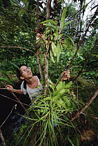 Researcher, Bruno Corbara, studies a pair of ant gardens in French Guiana
