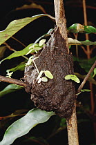 Young ant garden plants sprouting in carton nest of ants, French Guiana