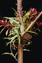 Young ant garden plants sprouting in carton nest of ants, French Guiana