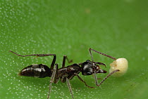 Ant (Pachycondyla goeldii) carrying Flamingo Plant (Anthurium sp) seed back to nest where it will eat portions and then plant the seed to grow into a new ant garden