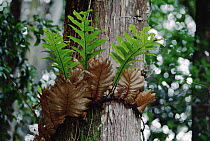 Primitive ant plants like this Borneo Fern often have ants living in the soil at the base of their leaves
