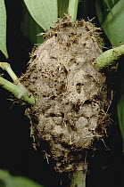 Ant (Crematogaster sp) carton nest, Gombak, Malaysia
