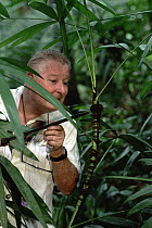 Rattan Palm (Calamus rotang) probed by entomologist Paddy Murphy to find ants that protect the plant, Singapore