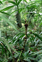 Rattan Palm (Calamus rotang) plant is protected by resident ants and spines