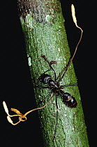 Parasiitc Cordyceps fungus takes over brain of an ant, then kills it, Peru