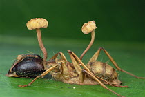 Cordyceps fungus takes over brain of an ant, then kills it, Peru