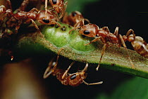 Ant (Pseudomyrmex sp) group drink nectar from Whistling Thorn (Acacia drepanolobium) acacia tree and protect the tree from leaf eating enemies ensuring mutual survival, Costa Rica