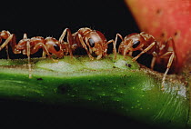 Ant (Pseudomyrmex sp) trio drink nectar from Whistling Thorn (Acacia drepanolobium) acacia tree and protect the tree from leaf eating enemies ensuring mutual survival, Costa Rica