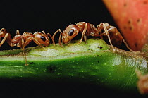 Ant (Pseudomyrmex sp) pair drink nectar from Whistling Thorn (Acacia drepanolobium) acacia tree and protect the tree from leaf eating enemies ensuring mutual survival, Costa Rica