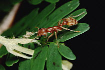 Ant (Pseudomyrmex sp) ripping up vine that disturbs its host Whistling Thorn (Acacia drepanolobium) acacia tree, Costa Rica