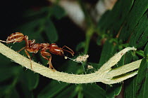 Ant (Pseudomyrmex sp) ripping up vine that disturbs its host Whistling Thorn (Acacia drepanolobium) acacia tree, Guanacaste, Costa Rica