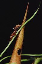 Ant (Pseudomyrmex sp) ripping up vine that disturbs its host Whistling Thorn (Acacia drepanolobium) acacia tree, Costa Rica