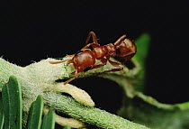 Ant (Pseudomyrmex sp) chops apart vine touching its Whistling Thorn (Acacia drepanolobium) acacia tree, Costa Rica