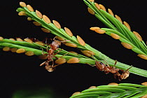 Ant (Pseudomyrmex sp) gathers carrot-like growths from Whistling Thorn (Acacia drepanolobium) acacia tree for delivery to larva in nest, in return for baby food, ant protects Acacia, Costa Rica