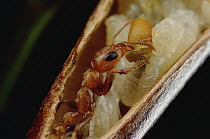Ant (Pseudomyrmex sp) feeds larvae carrot-like growth from host Acacia