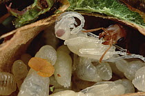 Ant (Pseudomyrmex sp) tends pupa, while larvae at right, eats carrot-like growth from host Acacia