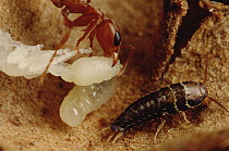 Silverfish living in Acacia thorns with Acacia Ants