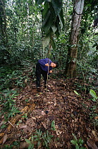 Ant (Pseudomyrmex sp) biologist Doug Yu plucks ants from Palo Santo (Triplaris sp) tree whose base cleared of vegetation by the ants, Peru