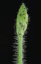Ant (Azteca sp) patrol guarding Borage (Boraginaceae)