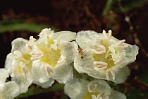 Ant (Allomerus sp) species are parasitic to Cordia bushes, castrating their plants by killing their flowers
