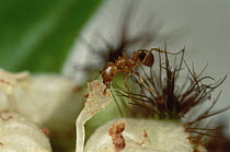 Ant (Allomerus sp) parasite sterilizes Cordia (Cordia nodosa) host tree by dismantling flowers, with energy diverted from reproduction, tree grows larger providing more room for ants, Peru