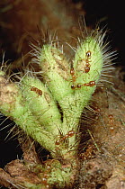 Ant (Allomerus sp) group destroying Cordia buds, by keeping their plant from reproducing, the shrub grows larger for the ants