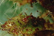 Ant (Allomerus sp) group destroying Cordia buds, by keeping their plant from reproducing, the shrub grows larger for the ants