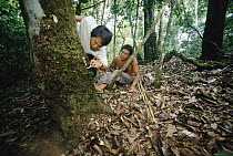 Entomologist, Doug Yu chisels into tree bases to find the tiny ants that create the Devils Gardens in Manu, Peru