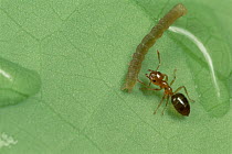 Ant (Petalomyrmex sp) on Leonardoxa plant, attacking caterpillar to protect plant, Cameroon