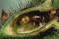Ant (Azteca sp) queen starting her colony within Cordia (Cordia nodosa) host tree, Peru