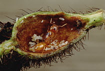 Ant (Allomerus sp) queen, starting her colony in Cordia tree, Manu, Peru