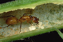 Ant (Azteca sp) queen, in her host (Cecropia sp) tree, starting her colony, Manu, Peru