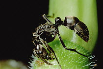 Ant (Pachycondyla goeldii) queen, chisels entrance into young Cecropia (Cecropia sp) tree to find chambers in which to live and start her colony, Peru