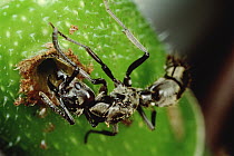 Ant (Pachycondyla sp) queen digging entry into (Cecropia sp) sapling in search of place to start new colony
