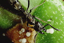 Ant (Pachycondyla sp) queen collecting white food bodies grown for her on host tree (Cecropia sp), Manu, Peru