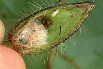 Ant (Formicidae) queen unable to survive in the Borage (Boraginaceae) tree due to fungus, Peru