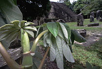 Ant occupied Cecropia sp tree at Aztec ruins, Tikal, Guatemala