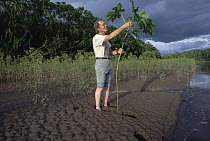 Cecropia (Cecropia sp) sapling examined by professor John Terborgh from whole riverside grove of ant-occupied trees, Manu, Peru