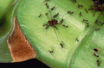 Ant (Azteca sp) patrol on their host tree (Cecropia sp) killing intruder ant species, Costa Rica