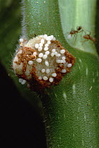 Cecropia (Cecropia sp) food bodies for its Ant (Azteca sp) residents, Manu, Peru