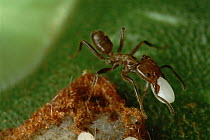 Ant (Azteca sp) with food item plucked from its host tree (Cecropia sp), Manu, Peru