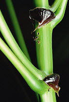 Macaranga (Macaranga sp) tree provides ant guardians with food stored under purple stipules
