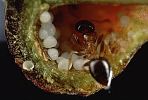 Macaranga (Macaranga sp) plant stipules, which provide globules of fat for ants living within its interior